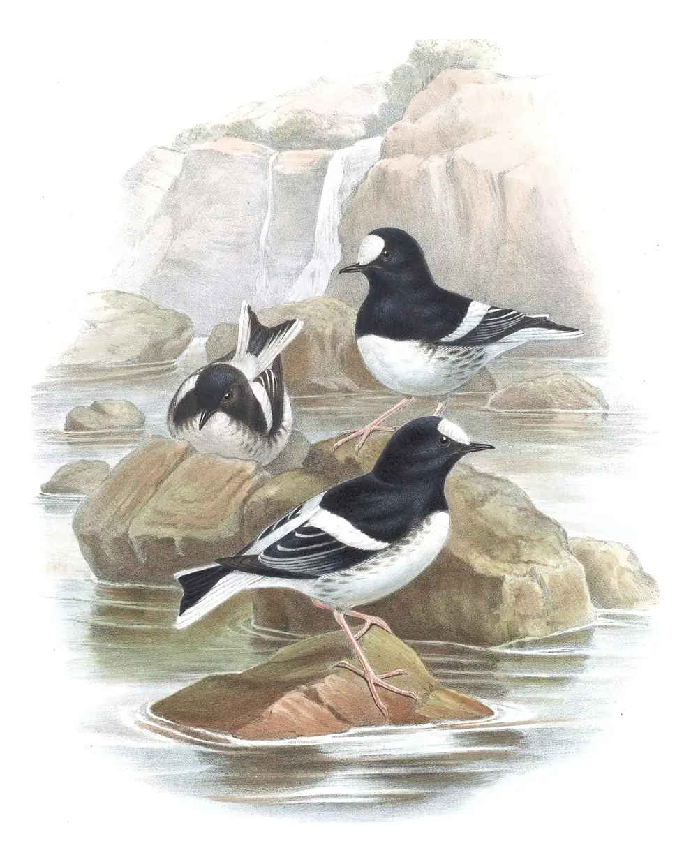 Volume IV, plate 71 of Gould's The Birds of Asia: Little Forktail (Enicurus scouleri)