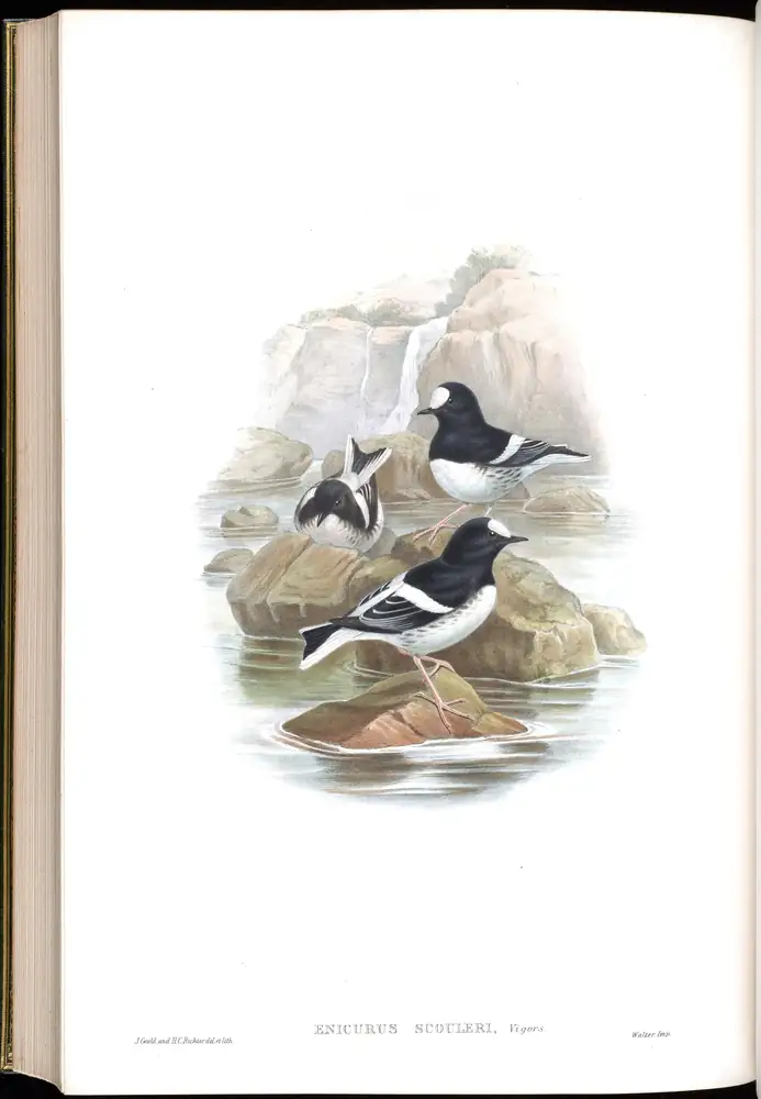 The whole sheet of volume IV, plate 71, with its engraved caption