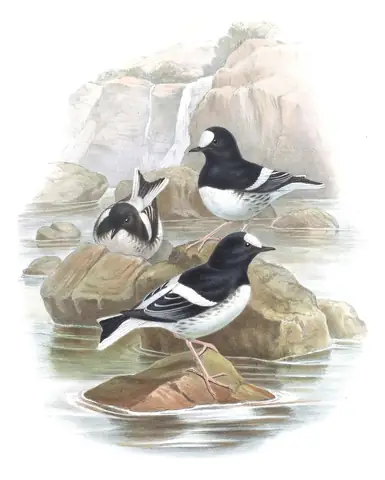 Volume IV, plate 71 of Gould's The Birds of Asia: Little Forktail (Enicurus scouleri)