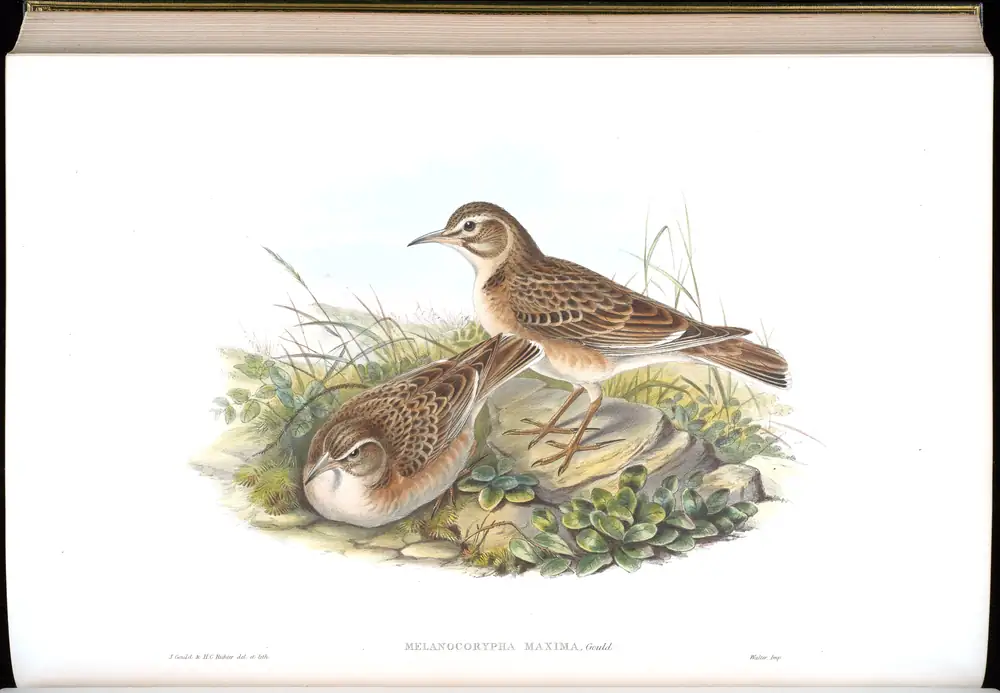 The whole sheet of volume IV, plate 72, with its engraved caption