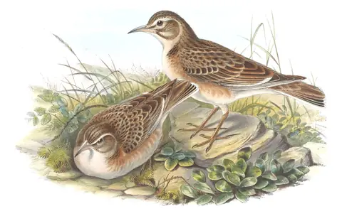 Volume IV, plate 72 of Gould's The Birds of Asia: Tibetan Lark (Melanocorypha maxima)