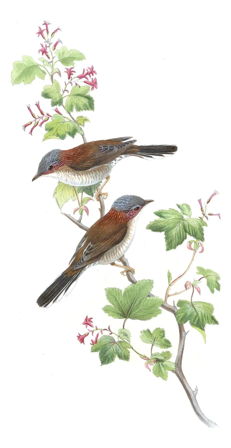 Volume IV, plate 8 of Gould's The Birds of Asia: Indochinese Yuhina (Staphida torqueola)