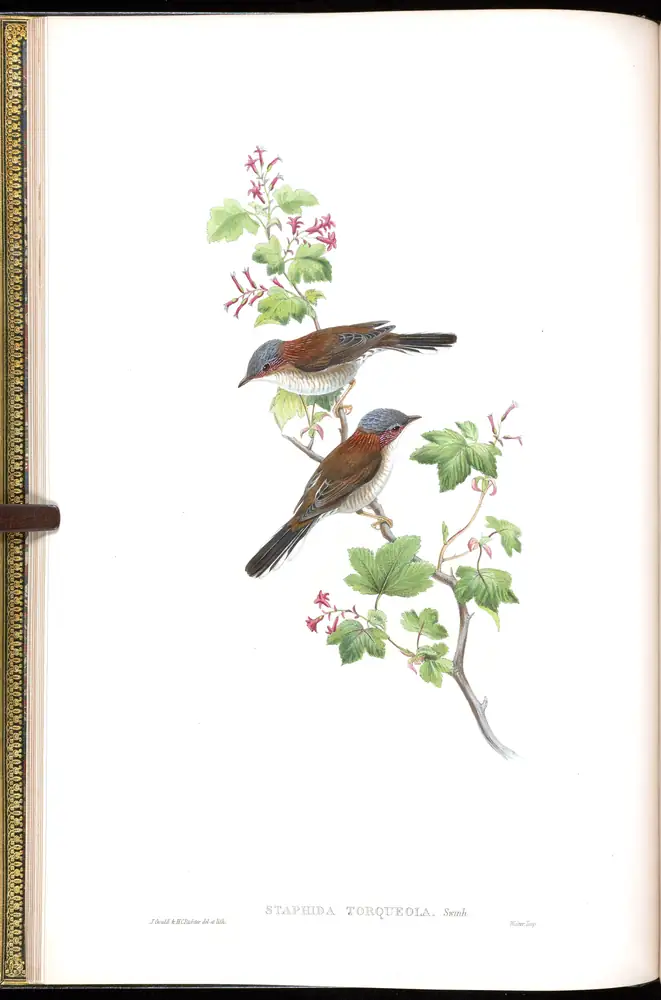 The whole sheet of volume IV, plate 8, with its engraved caption