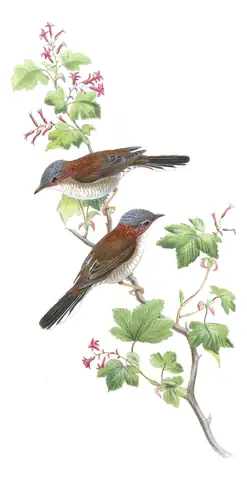 Volume IV, plate 8 of Gould's The Birds of Asia: Indochinese Yuhina (Staphida torqueola)
