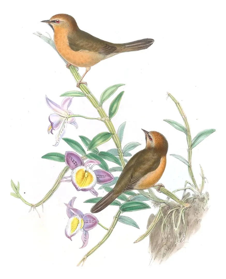 Volume IV, plate 9 of Gould's The Birds of Asia: Black-chinned Babbler (Cyanoderma pyrrhops)