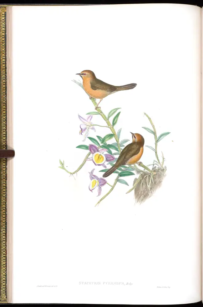 The whole sheet of volume IV, plate 9, with its engraved caption