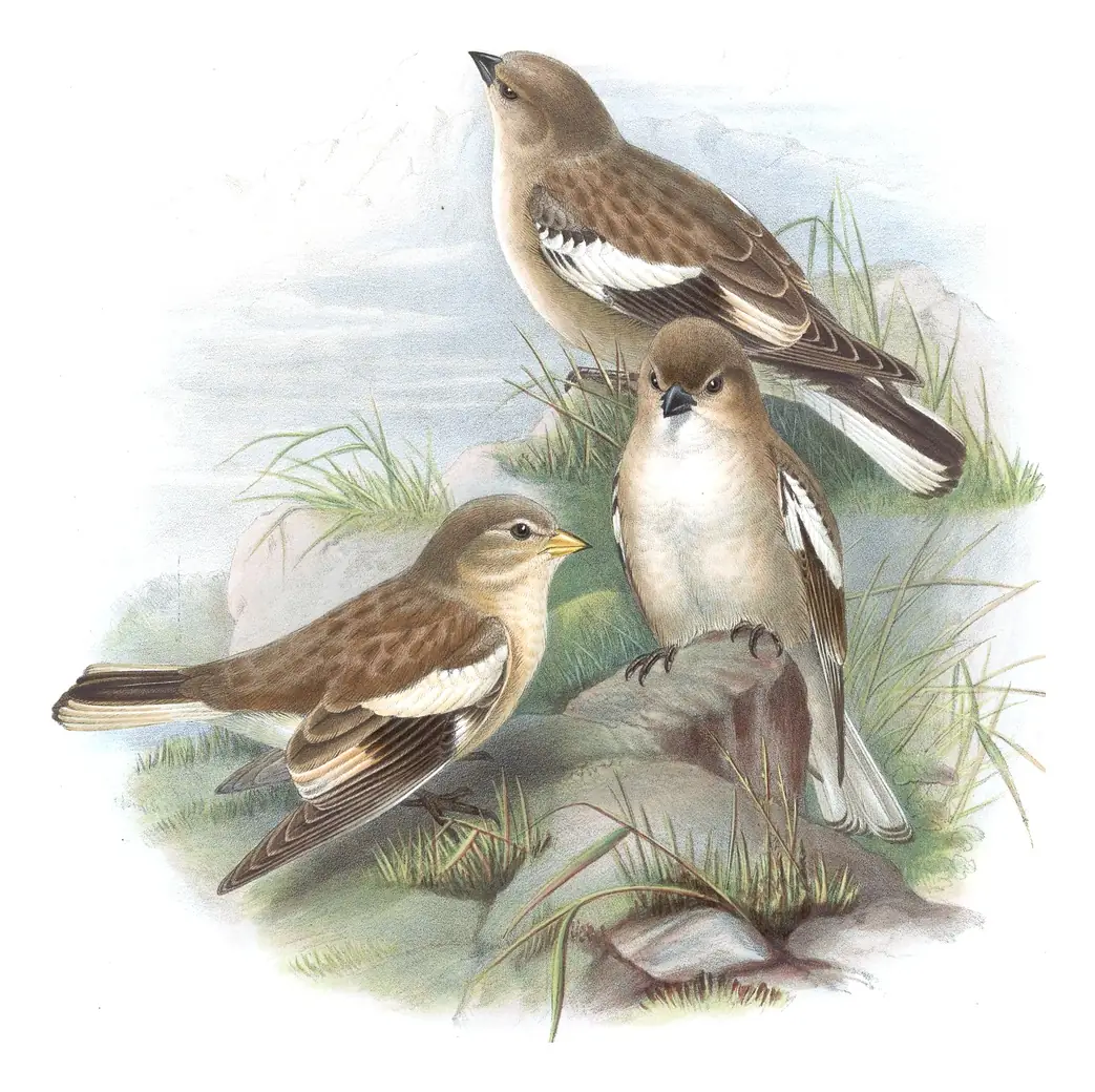 Volume V, plate 1 of Gould's The Birds of Asia: Black-winged Snowfinch (Montifringilla adamsi)