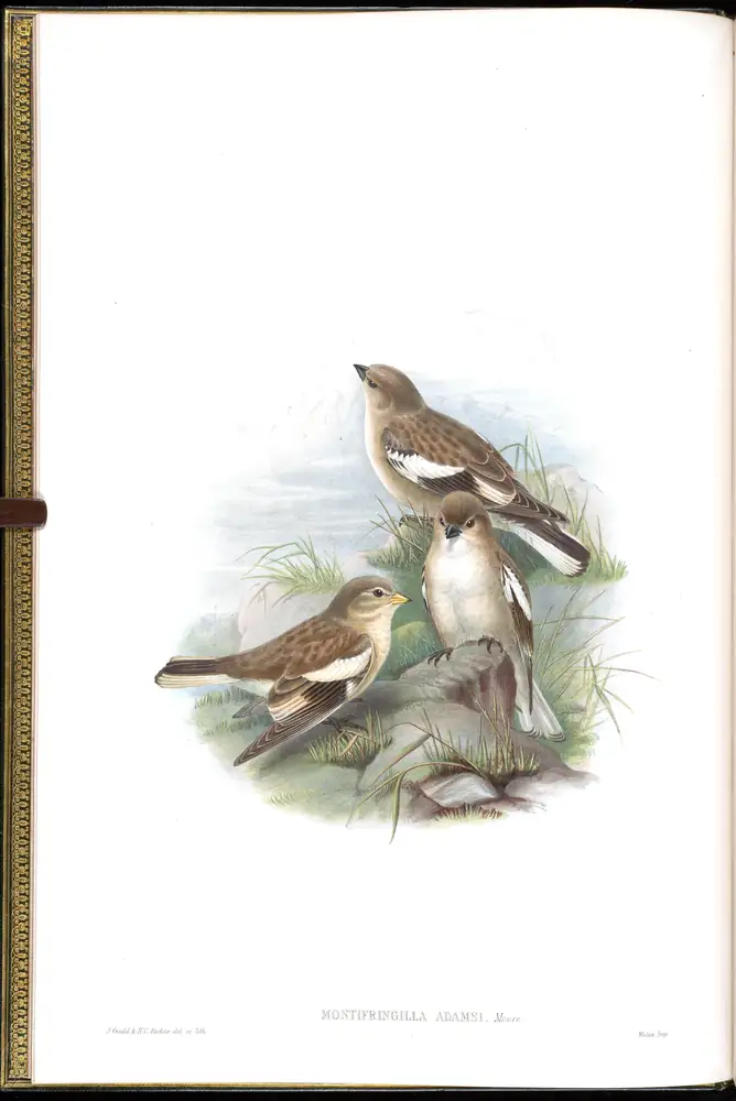 The whole sheet of volume V, plate 1, with its engraved caption