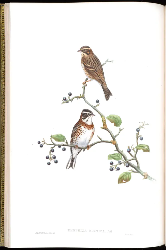 The whole sheet of volume V, plate 10, with its engraved caption