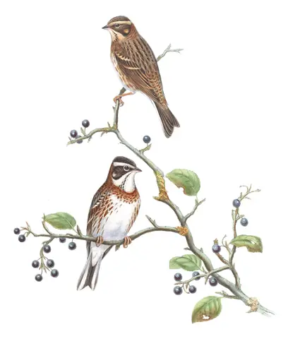 Volume V, plate 10 of Gould's The Birds of Asia: Rustic Bunting (Emberiza rustica)
