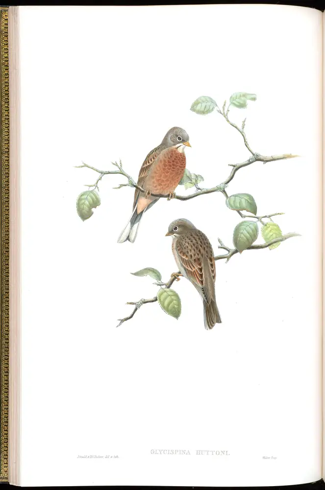 The whole sheet of volume V, plate 11, with its engraved caption