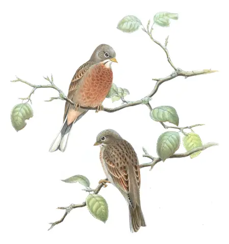 Volume V, plate 11 of Gould's The Birds of Asia: Gray-necked Bunting (Emberiza buchanani)