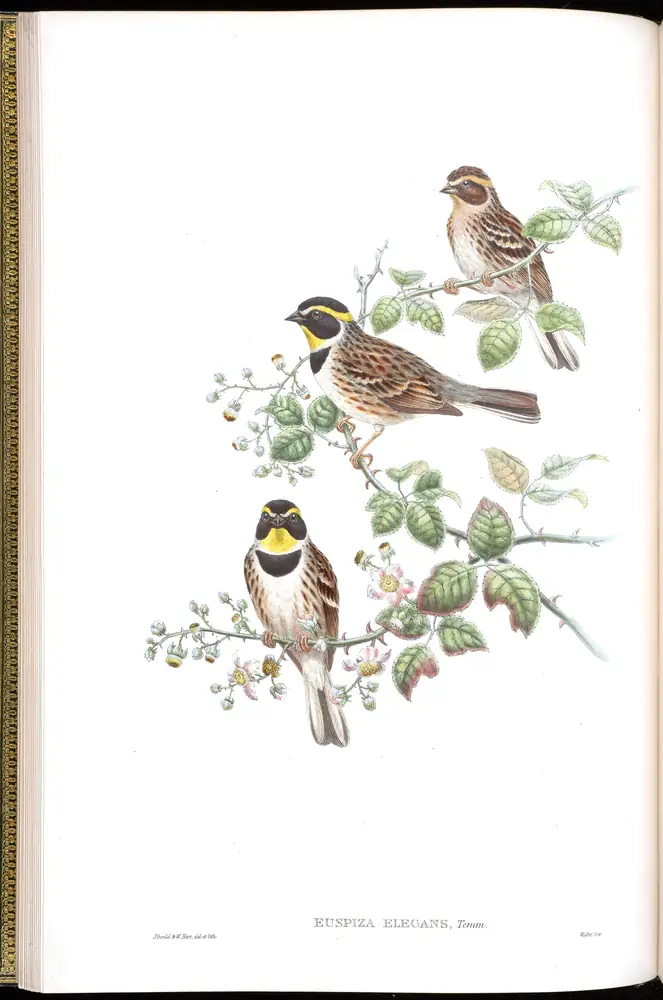 The whole sheet of volume V, plate 12, with its engraved caption