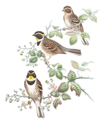 Volume V, plate 12 of Gould's The Birds of Asia: Yellow-throated Bunting (Emberiza elegans)