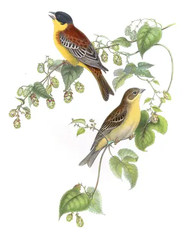 Volume V, plate 13 of Gould's The Birds of Asia: Black-headed Bunting (Emberiza melanocephala)