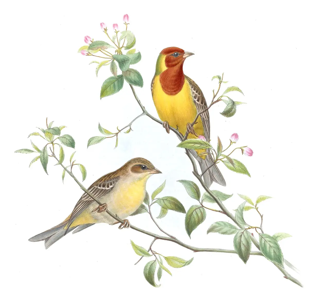 Volume V, plate 14 of Gould's The Birds of Asia: Red-headed Bunting (Emberiza bruniceps)