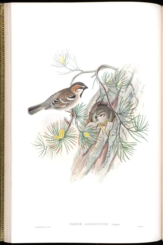 The whole sheet of volume V, plate 15, with its engraved caption