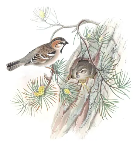 Volume V, plate 15 of Gould's The Birds of Asia: Saxaul Sparrow (Passer ammodendri)