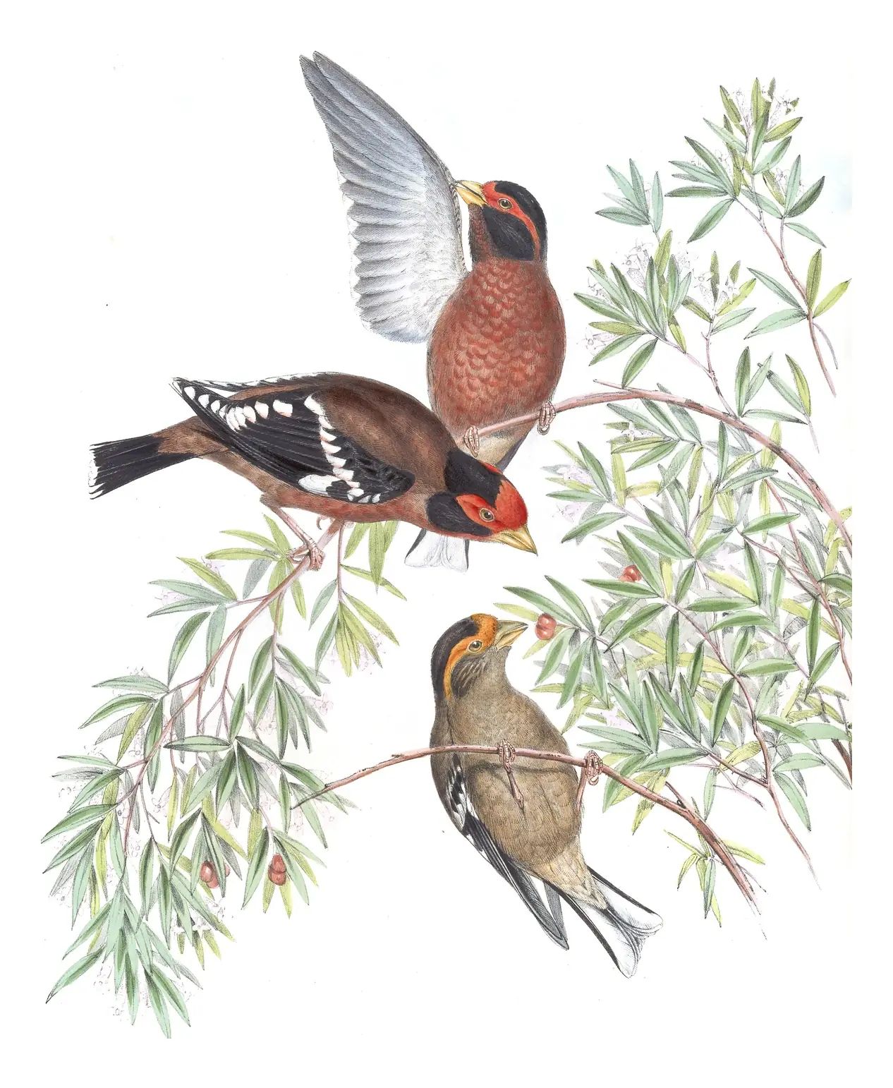 Volume V, plate 16 of Gould's The Birds of Asia: Spectacled Finch (Callacanthis burtoni)
