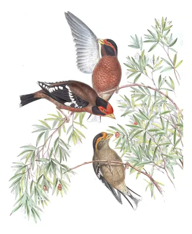 Volume V, plate 16 of Gould's The Birds of Asia: Spectacled Finch (Callacanthis burtoni)