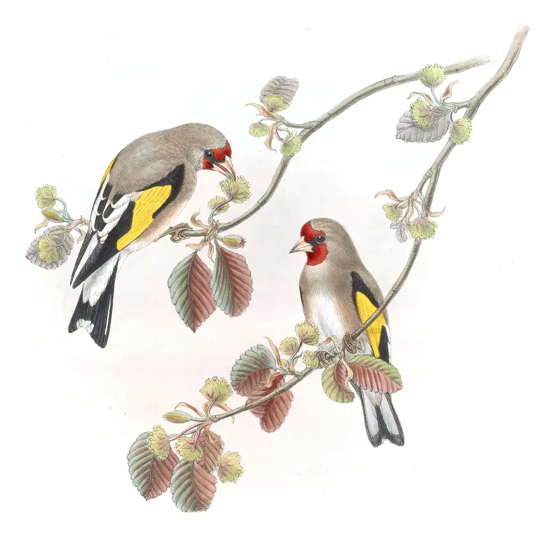 Volume V, plate 17 of Gould's The Birds of Asia: Gray-crowned Goldfinch (Carduelis caniceps)