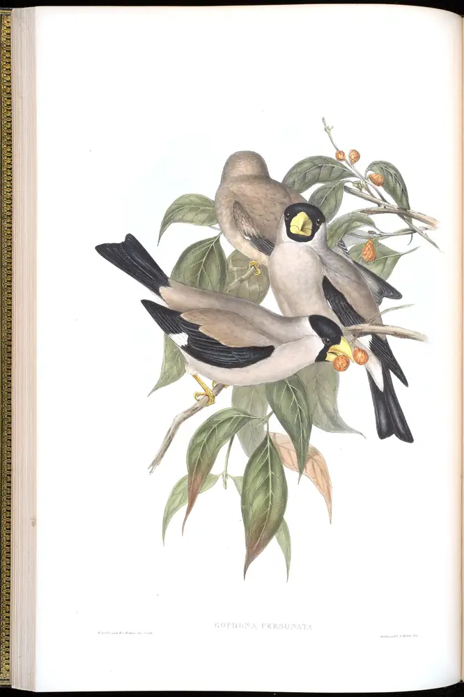 The whole sheet of volume V, plate 18, with its engraved caption