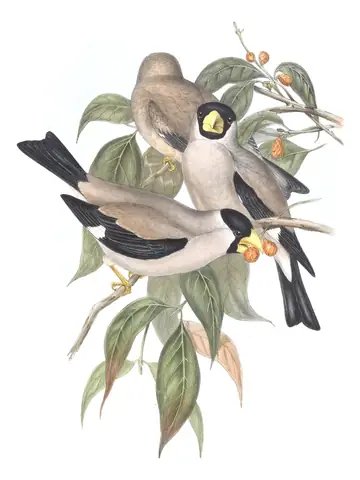 Volume V, plate 18 of Gould's The Birds of Asia: Japanese Grosbeak (Eophona personata)