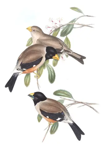 Volume V, plate 19 of Gould's The Birds of Asia: Yellow-billed Grosbeak (Eophona migratoria)