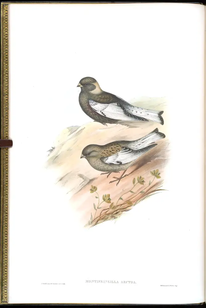 The whole sheet of volume V, plate 2, with its engraved caption
