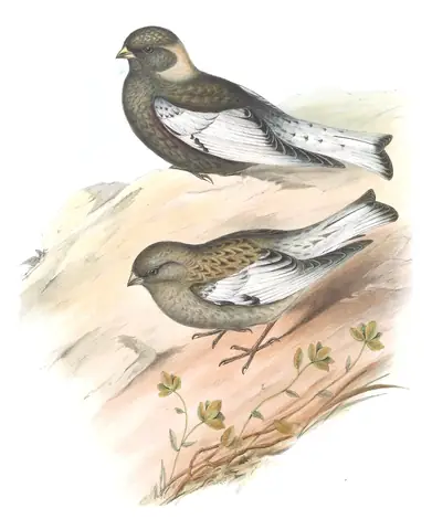 Volume V, plate 2 of Gould's The Birds of Asia: Asian Rosy-Finch (Leucosticte arctoa)