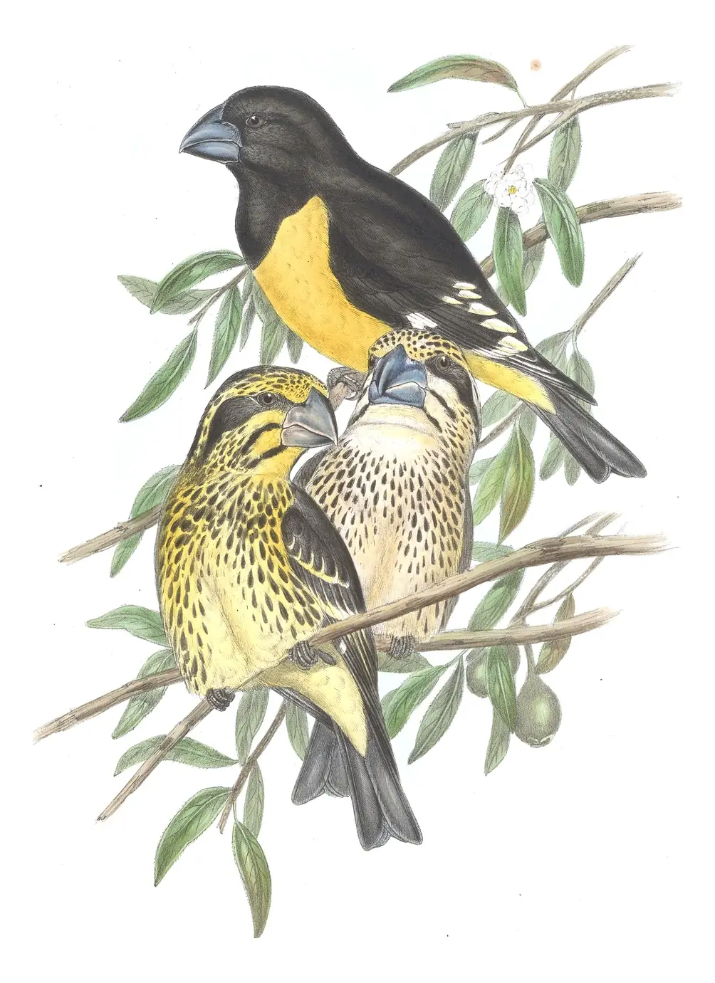 Volume V, plate 20 of Gould's The Birds of Asia: Spot-winged Grosbeak (Mycerobas melanozanthos)