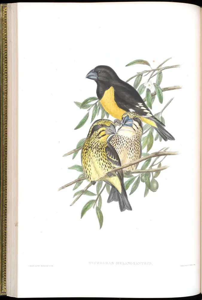 The whole sheet of volume V, plate 20, with its engraved caption
