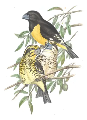 Volume V, plate 20 of Gould's The Birds of Asia: Spot-winged Grosbeak (Mycerobas melanozanthos)