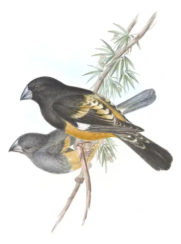 Volume V, plate 21 of Gould's The Birds of Asia: White-winged Grosbeak (Mycerobas carnipes)