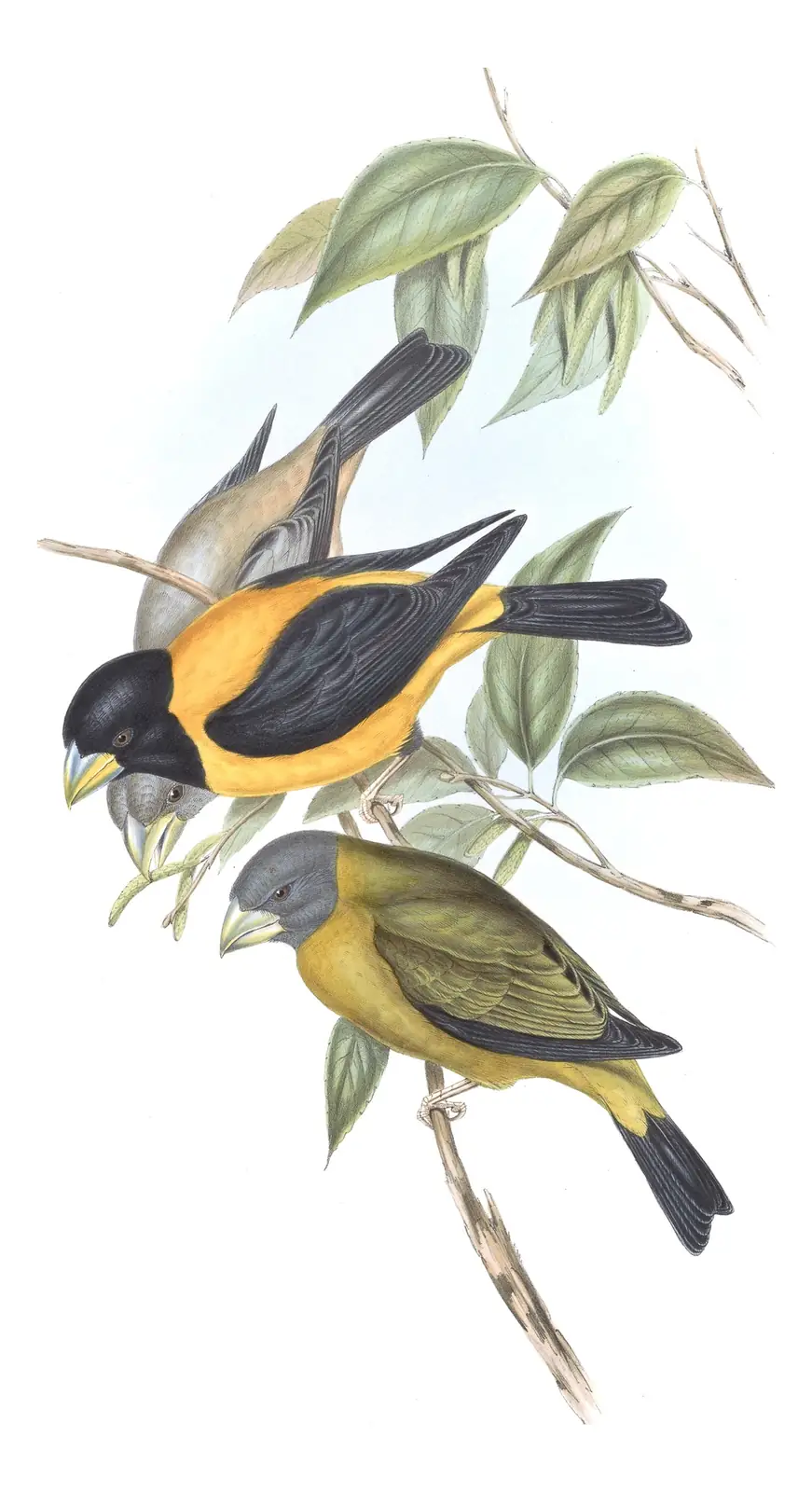 Volume V, plate 22 of Gould's The Birds of Asia: Black-and-yellow Grosbeak (Mycerobas icterioides) and Collared Grosbeak (Mycerobas affinis)