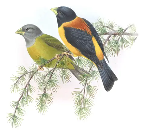 Volume V, plate 23 of Gould's The Birds of Asia: Collared Grosbeak (Mycerobas affinis)