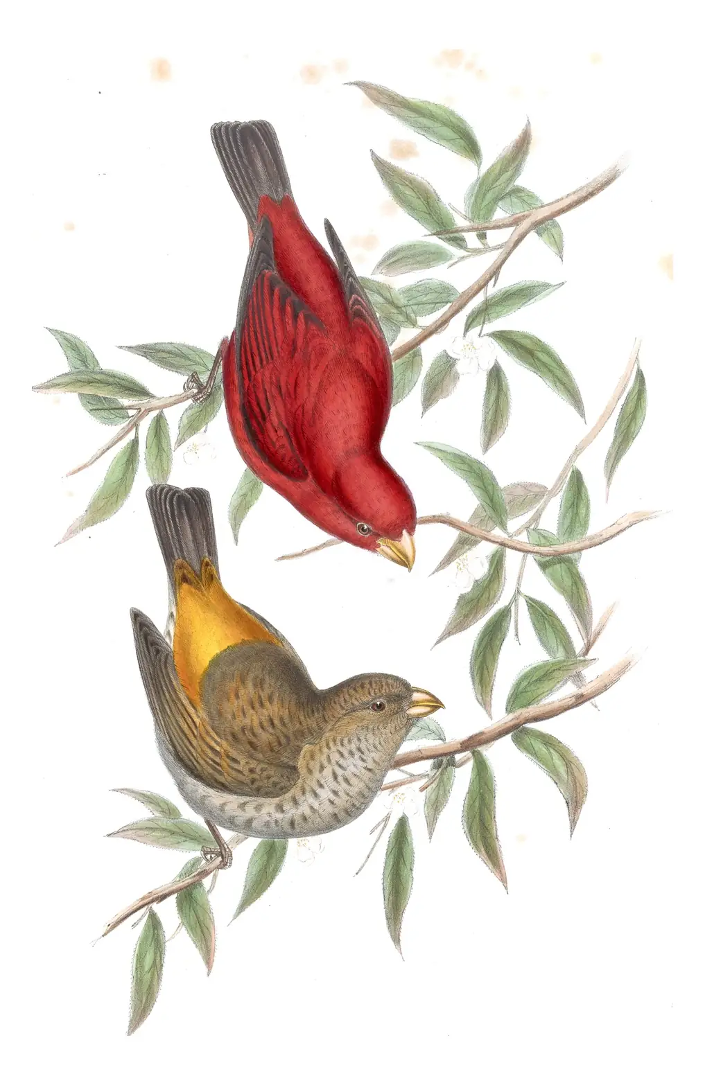 Volume V, plate 24 of Gould's The Birds of Asia: Scarlet Finch (Carpodacus sipahi)