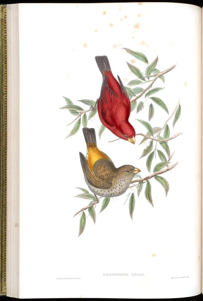 The whole sheet of volume V, plate 24, with its engraved caption