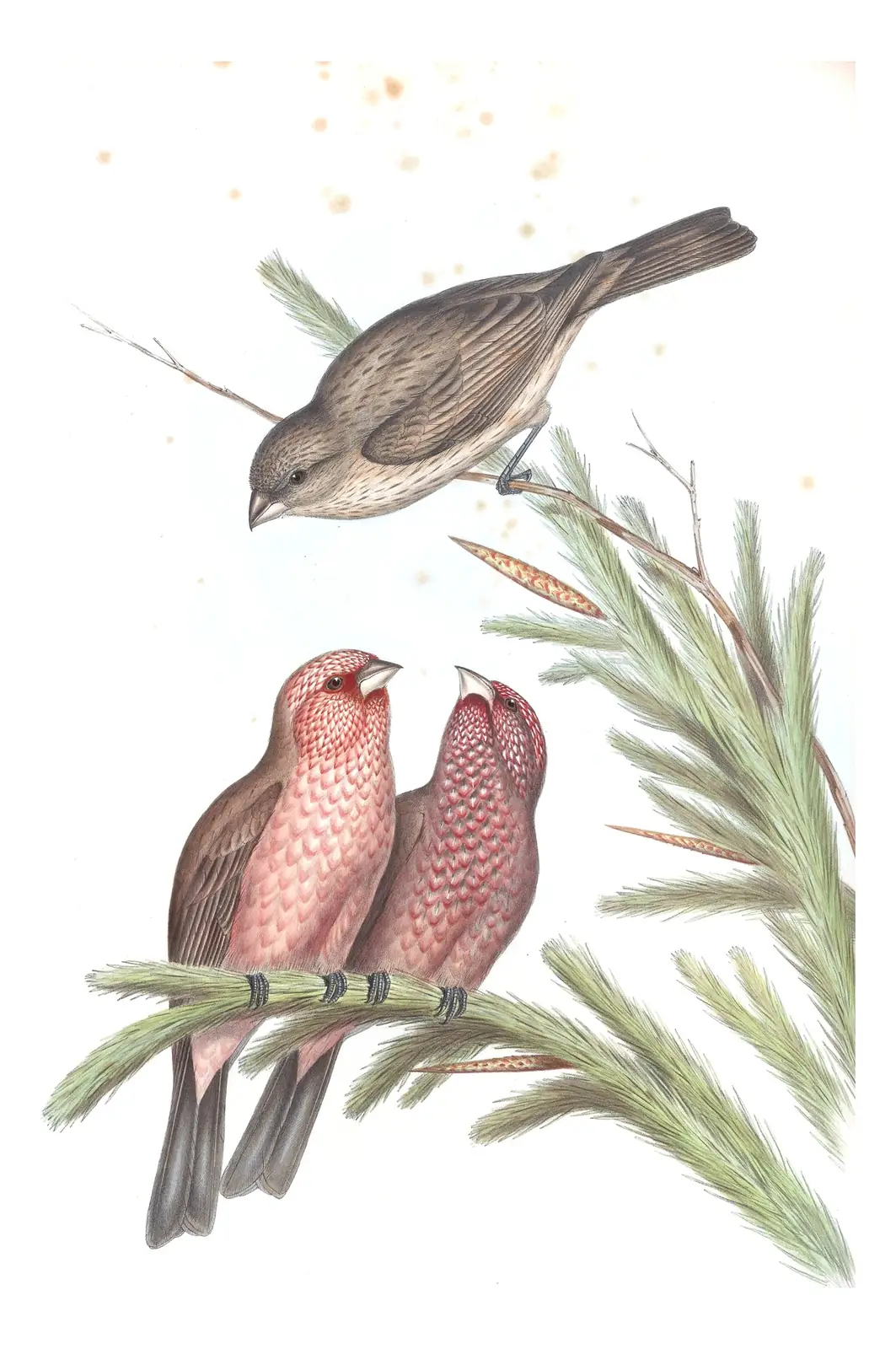 Volume V, plate 25 of Gould's The Birds of Asia: Great Rosefinch (Carpodacus rubicilla)