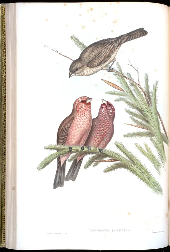 The whole sheet of volume V, plate 25, with its engraved caption