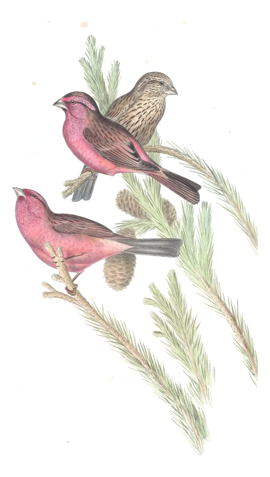 Volume V, plate 26 of Gould's The Birds of Asia: Blyth's Rosefinch (Carpodacus grandis)