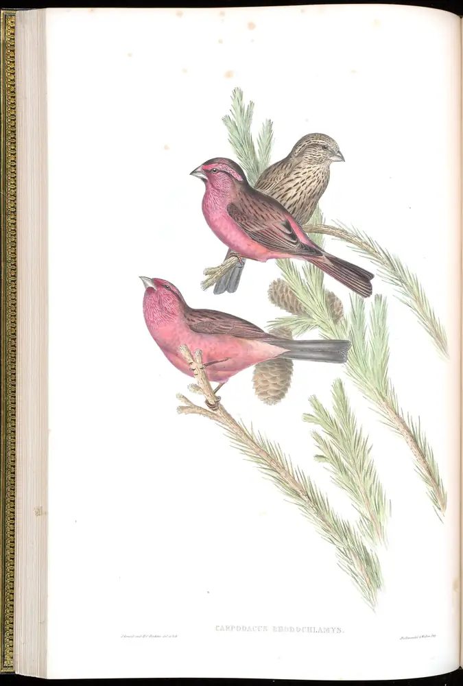 The whole sheet of volume V, plate 26, with its engraved caption