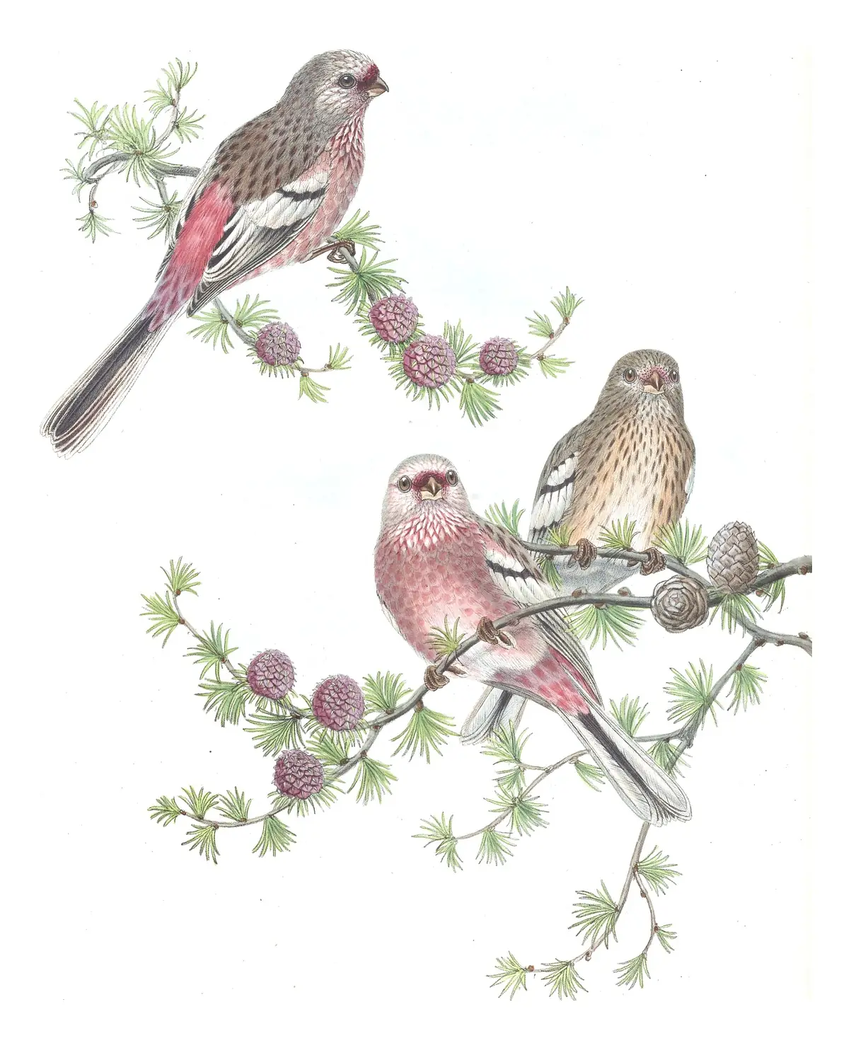 Volume V, plate 27 of Gould's The Birds of Asia: Long-tailed Rosefinch (Carpodacus sibiricus)