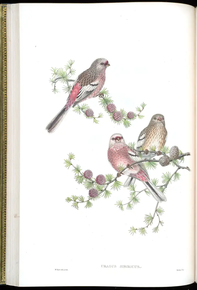 The whole sheet of volume V, plate 27, with its engraved caption
