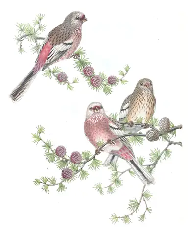 Volume V, plate 27 of Gould's The Birds of Asia: Long-tailed Rosefinch (Carpodacus sibiricus)
