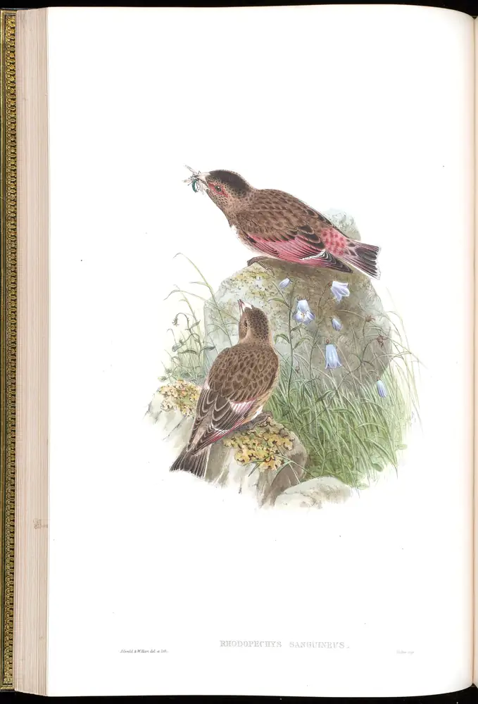 The whole sheet of volume V, plate 28, with its engraved caption