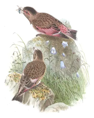 Volume V, plate 28 of Gould's The Birds of Asia: Crimson-winged Finch (Rhodopechys sanguineus)