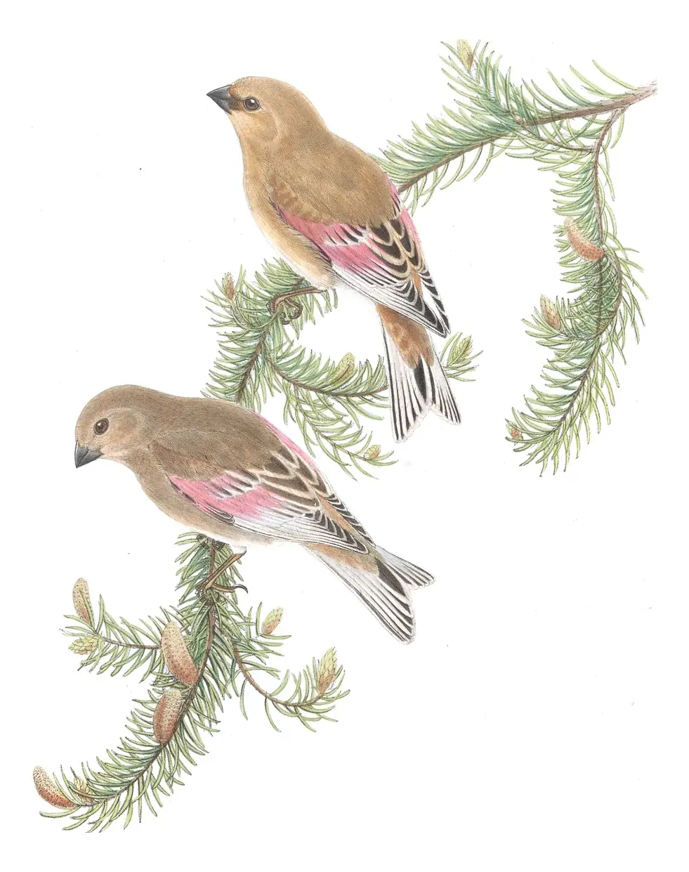 Volume V, plate 29 of Gould's The Birds of Asia: Desert Finch (Rhodospiza obsoleta)