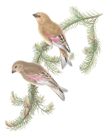 Volume V, plate 29 of Gould's The Birds of Asia: Desert Finch (Rhodospiza obsoleta)