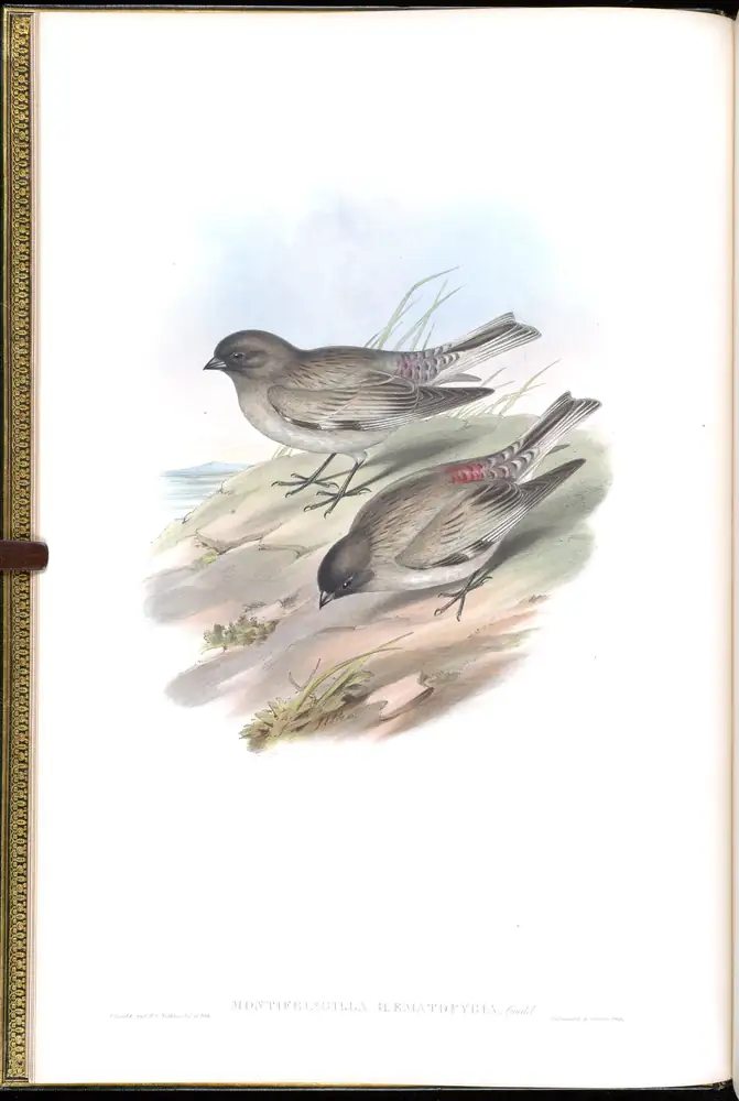 The whole sheet of volume V, plate 3, with its engraved caption